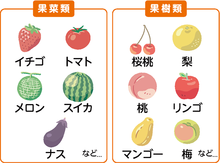 果菜類と果樹類の一覧