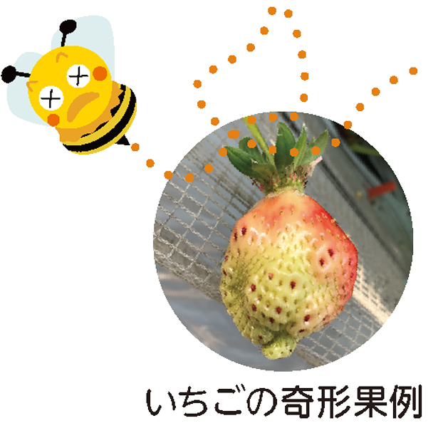 いちごの奇形果例