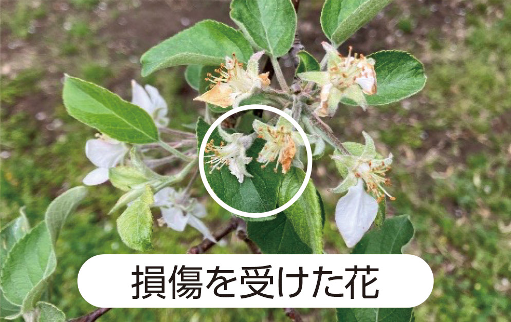 損傷を受けた花