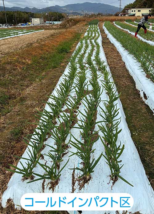 コールドインパクト区