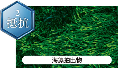 特長2 抵抗 海藻抽出物