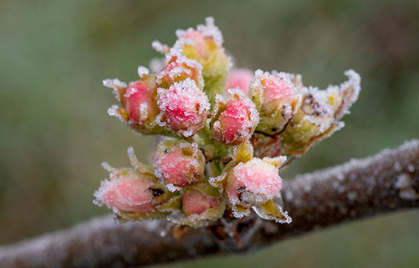 凍りついたりんごの花