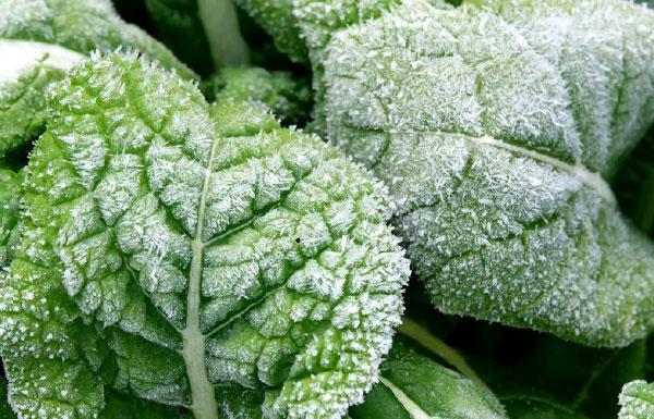 凍霜でダメージを受けた作物の葉