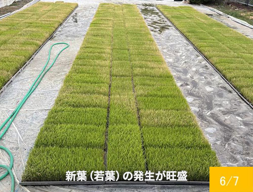 水稲育苗6/7