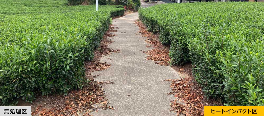 無処理区とヒートインパクト区