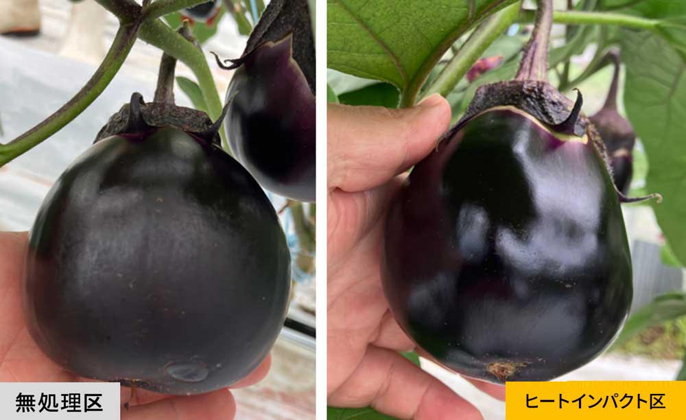 無処理区とヒートインパクト区