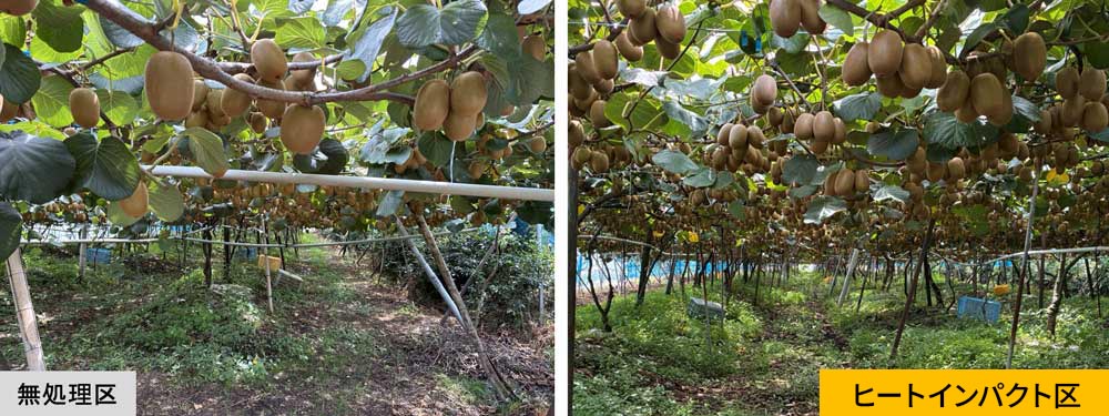 無処理区とヒートインパクト区