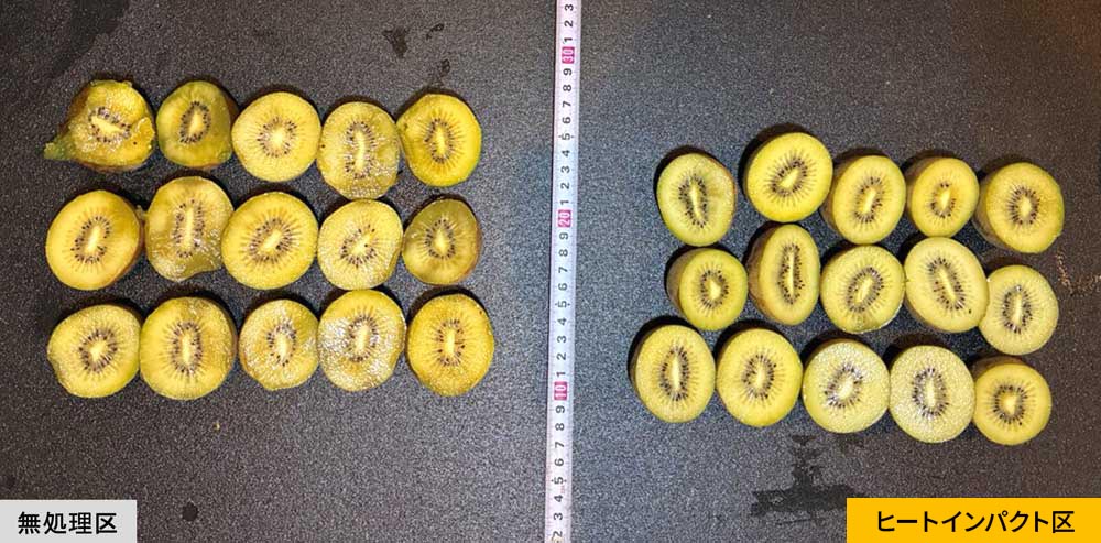 無処理区とヒートインパクト区