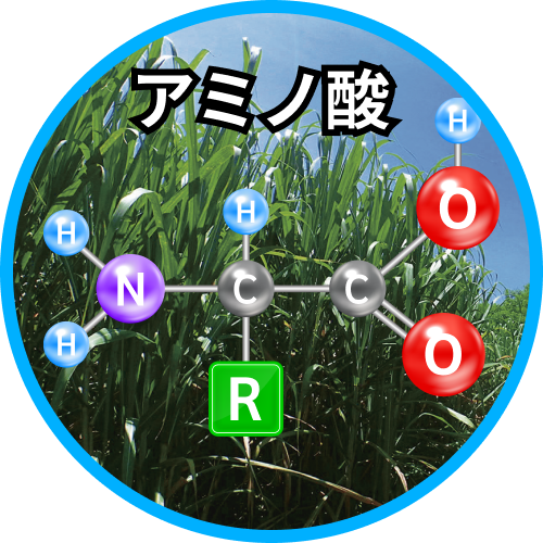 アミノ酸