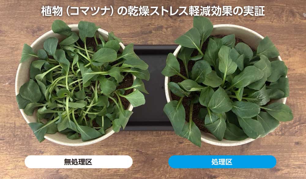 植物（コマツナ）の乾燥ストレス軽減効果の実証