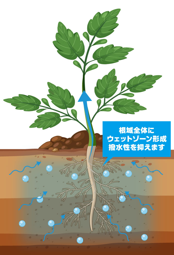 根域にウェットゾーンを形成
