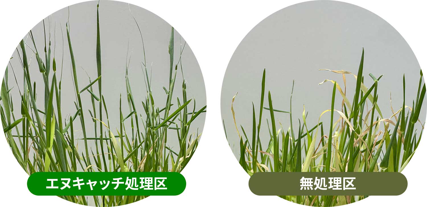 オオムギ（実施場所：日本 ファイトクローム本社）