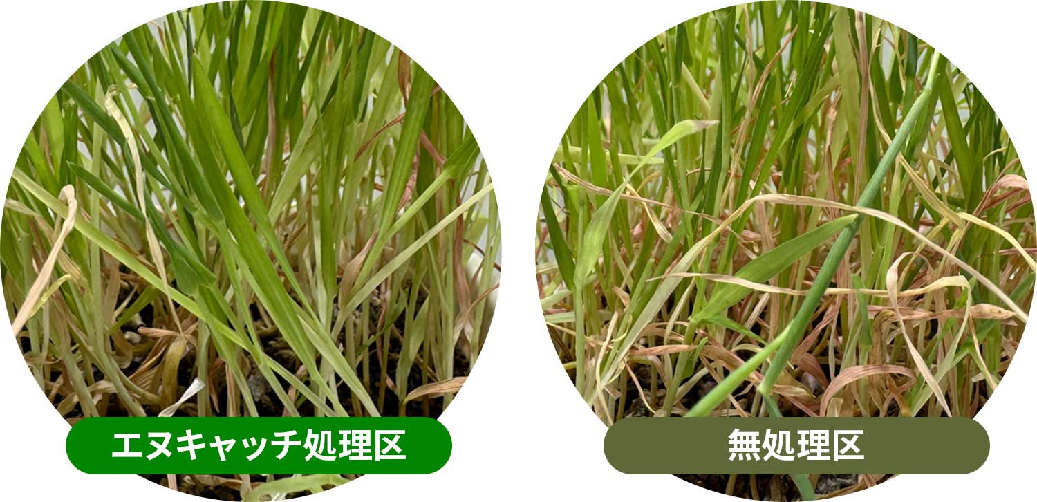 オオムギ（実施場所：日本 ファイトクローム本社）