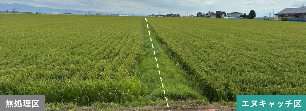 移植水稲（実施場所：北海道）