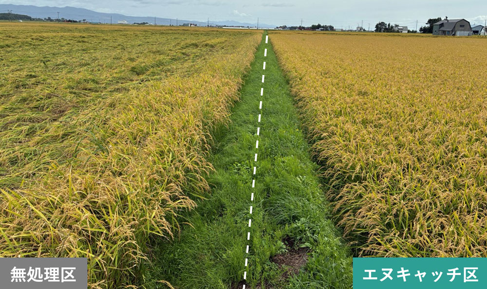 移植水稲（実施場所：北海道）