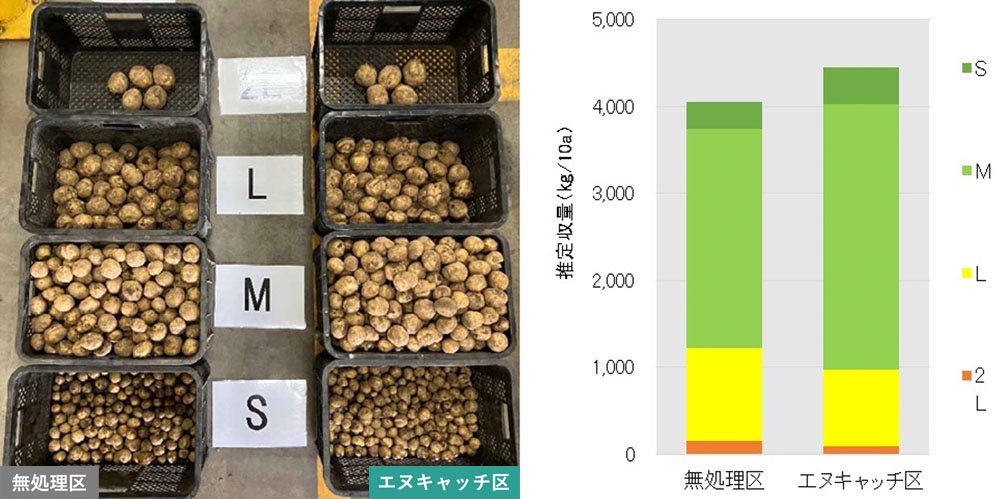 バレイショ（実施場所：北海道）