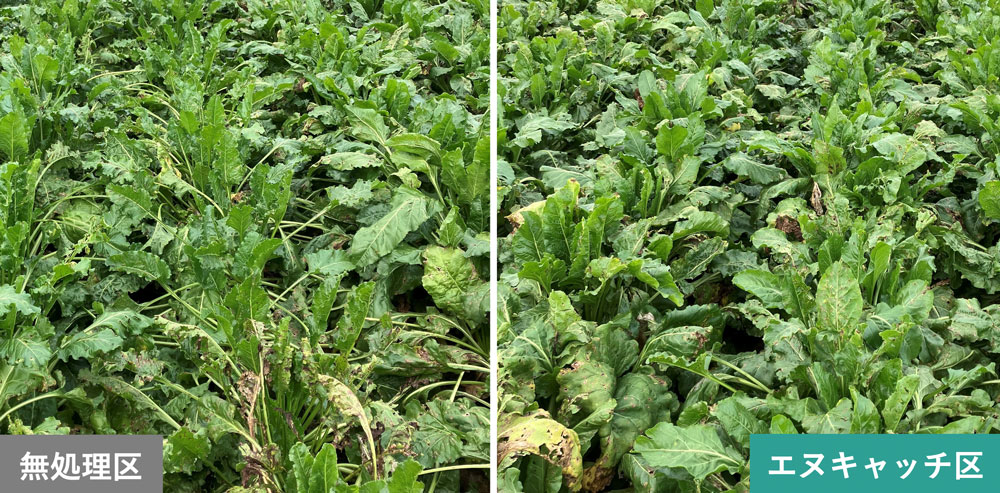 ビート（実施場所：北海道）