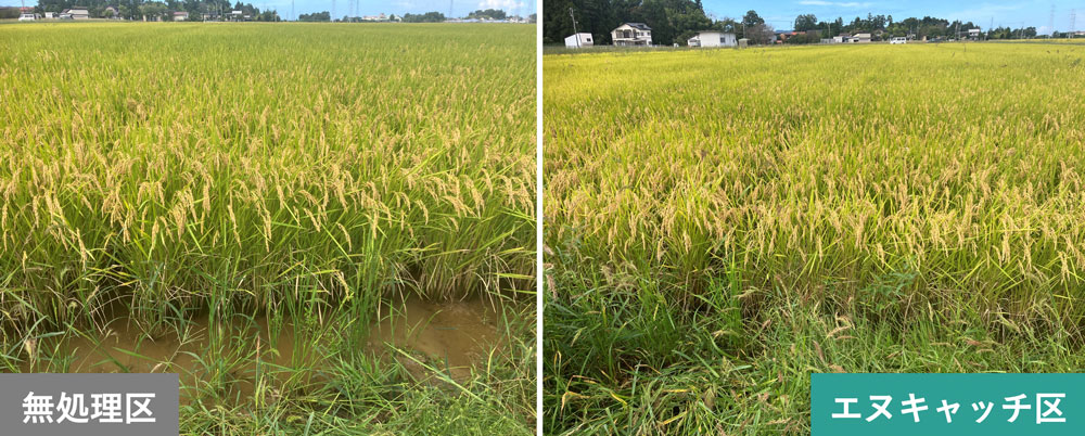 水稲（実施場所：新潟県）