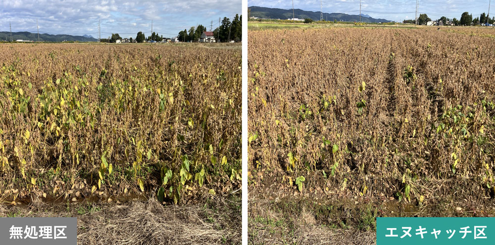 大豆（実施場所：新潟県）