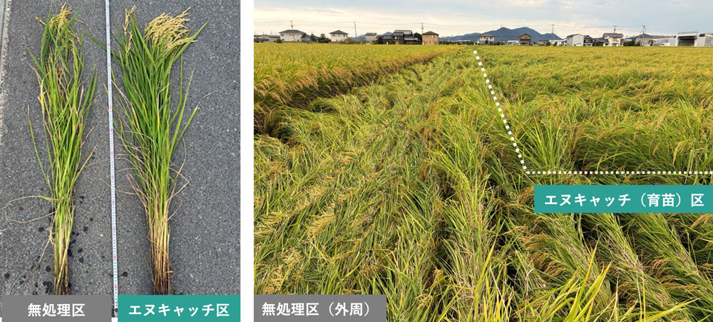 水稲（実施場所：岡山県）