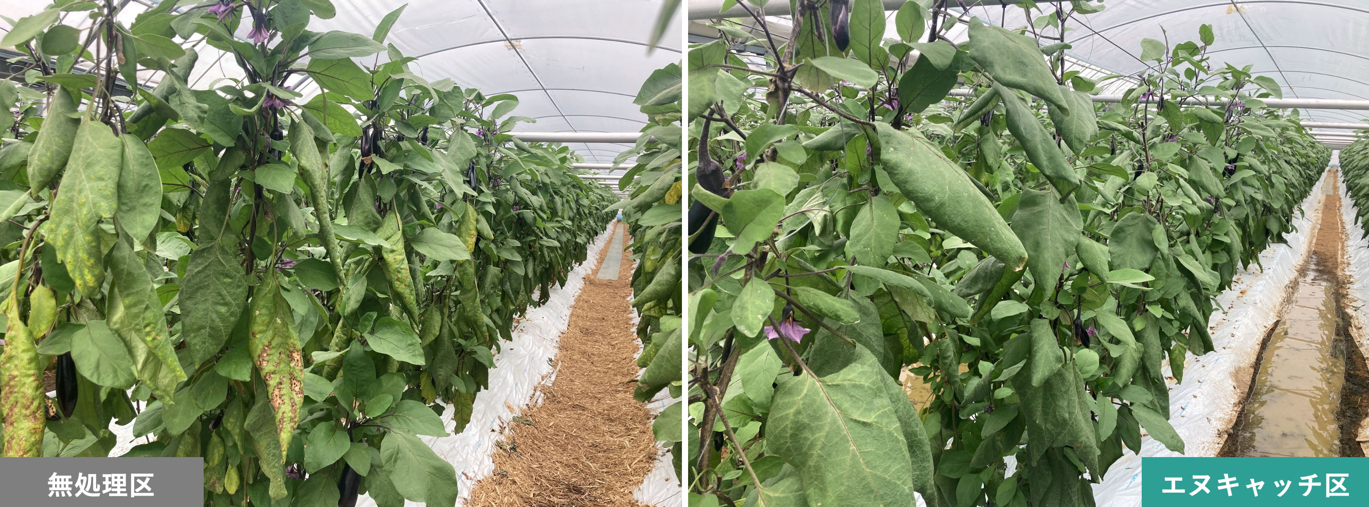 果菜類［ナス］（実施場所：熊本県）