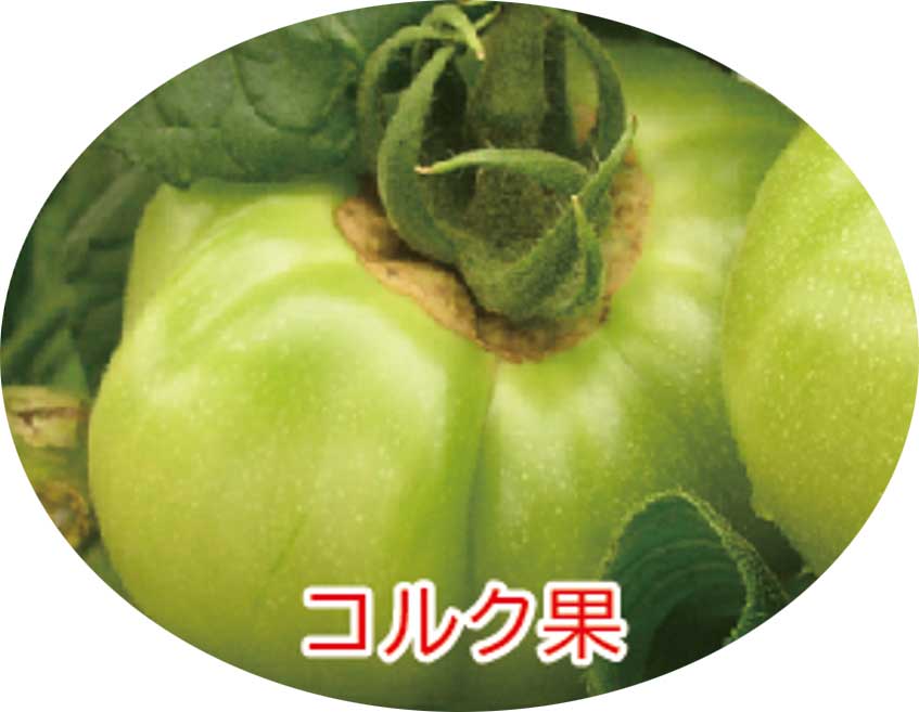 トマト コルク果