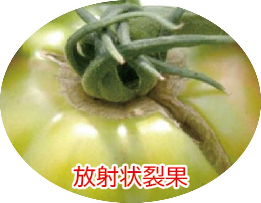 トマト 放射状裂果