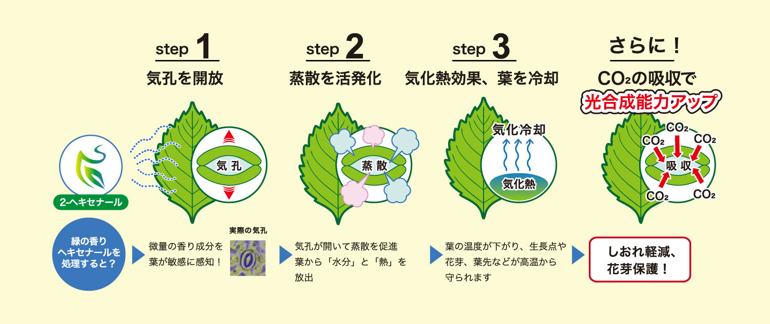 すずみどり<sub>®</sub>Neoの作用ステップ図
