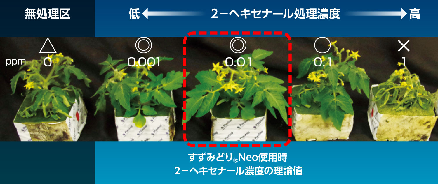 すずみどり<sub>®</sub>Neoの高温耐性調査
