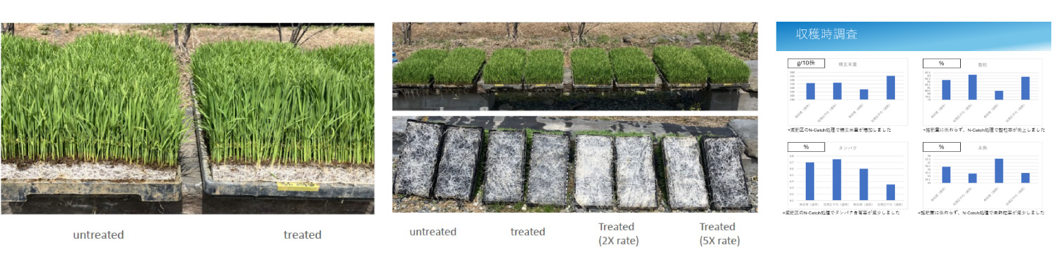 水稲（実施場所：日本 宮城県）