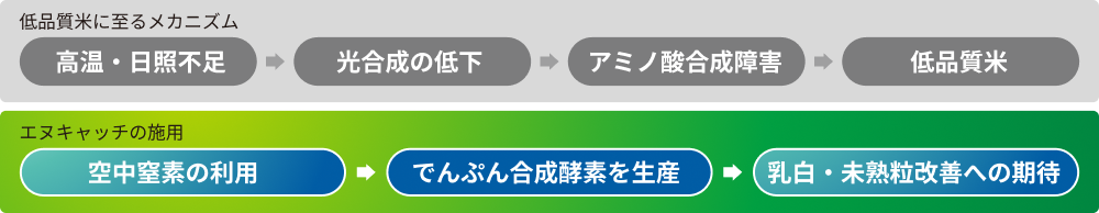 低品質米になるメカニズム