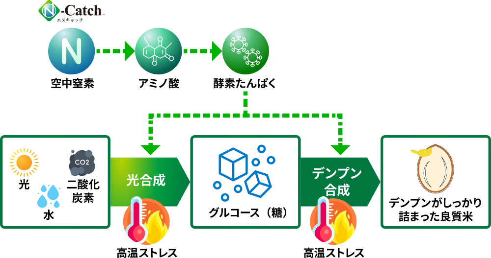 N-Catchの効果