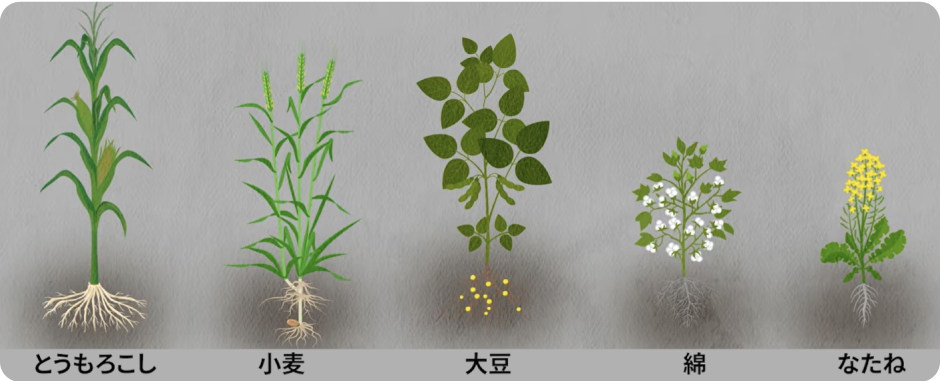 マメ科以外の植物にも窒素を供給できます