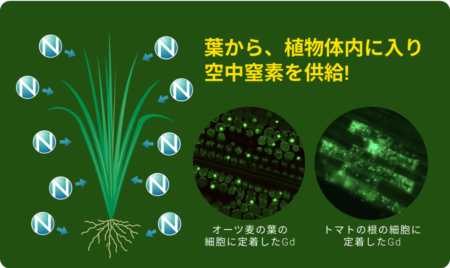 葉から、植物体内に入り空中窒素を供給!