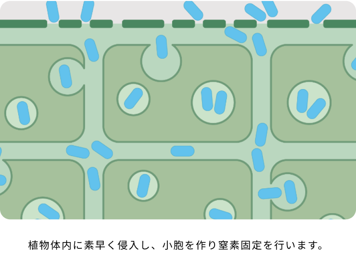 植物体内に素早く侵入し、小胞を作り窒素固定を行います。