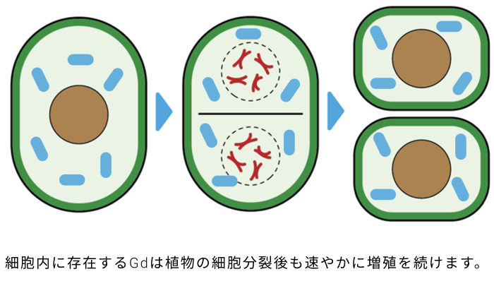 細胞内に存在するGdは植物の細胞分裂後も速やかに増殖を続けます。