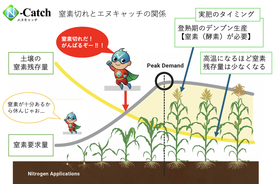 窒素切れとエヌキャッチの関係